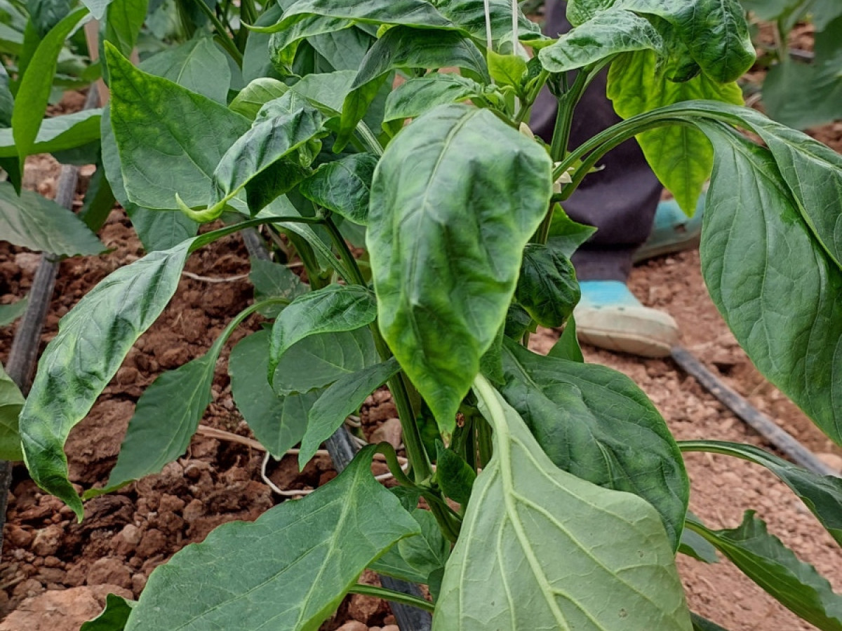 تصویر قبل از استفاده از 🌱 کوتولگی فلفل قابل کنترله
