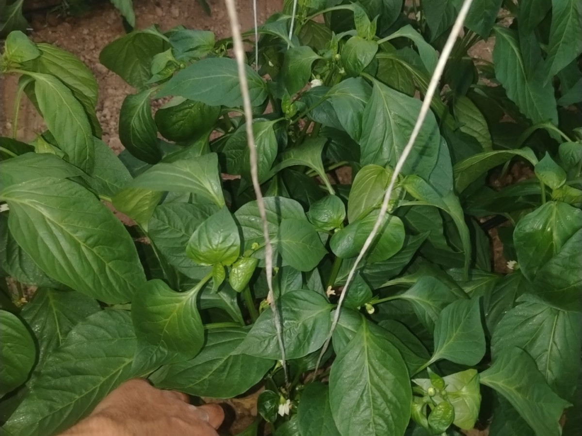 تصویر بعد از استفاده از 🌱 کوتولگی فلفل قابل کنترله