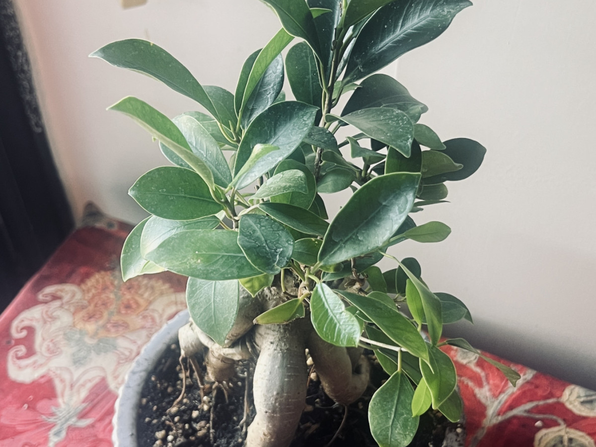 تصویر قبل از استفاده از خاک جادویی