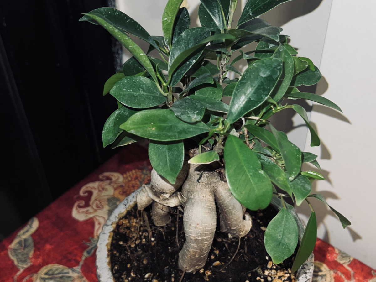 تصویر بعد از استفاده از خاک جادویی